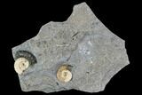 Fossil Ammonites (Promicroceras) - Lyme Regis #110719-1